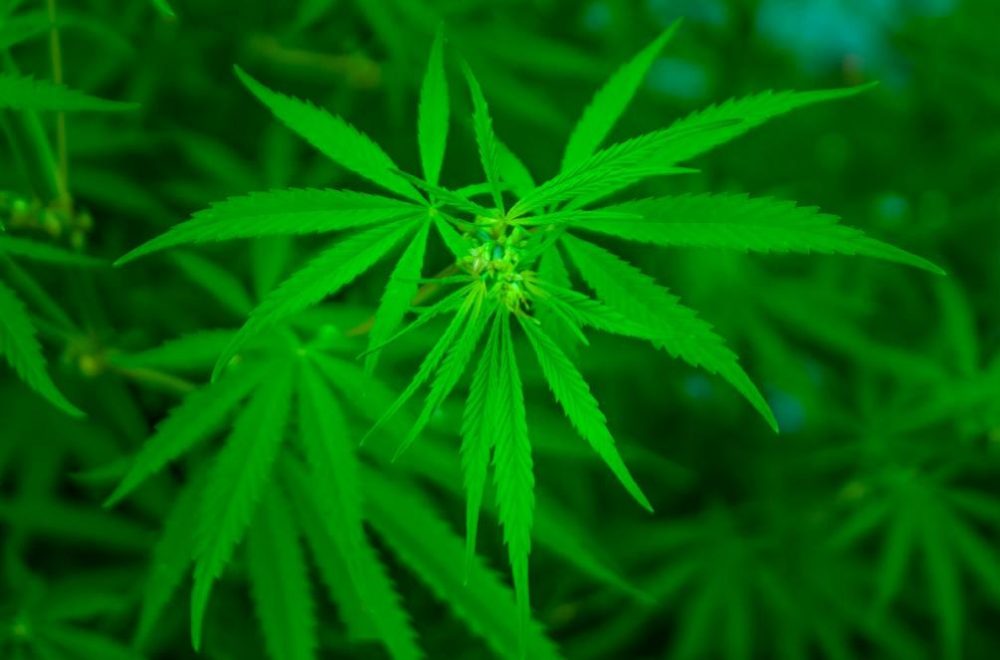 THC has quite a few side effects such as psychosis, loss of coordination and slow reaction times