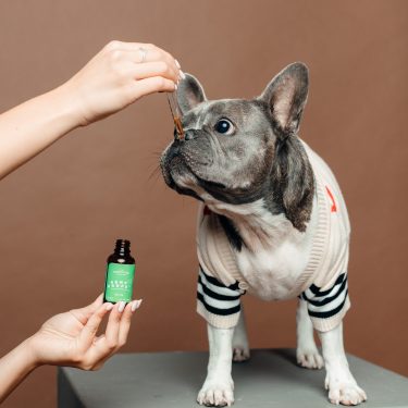 Pawsitive 300 with grey frenchie