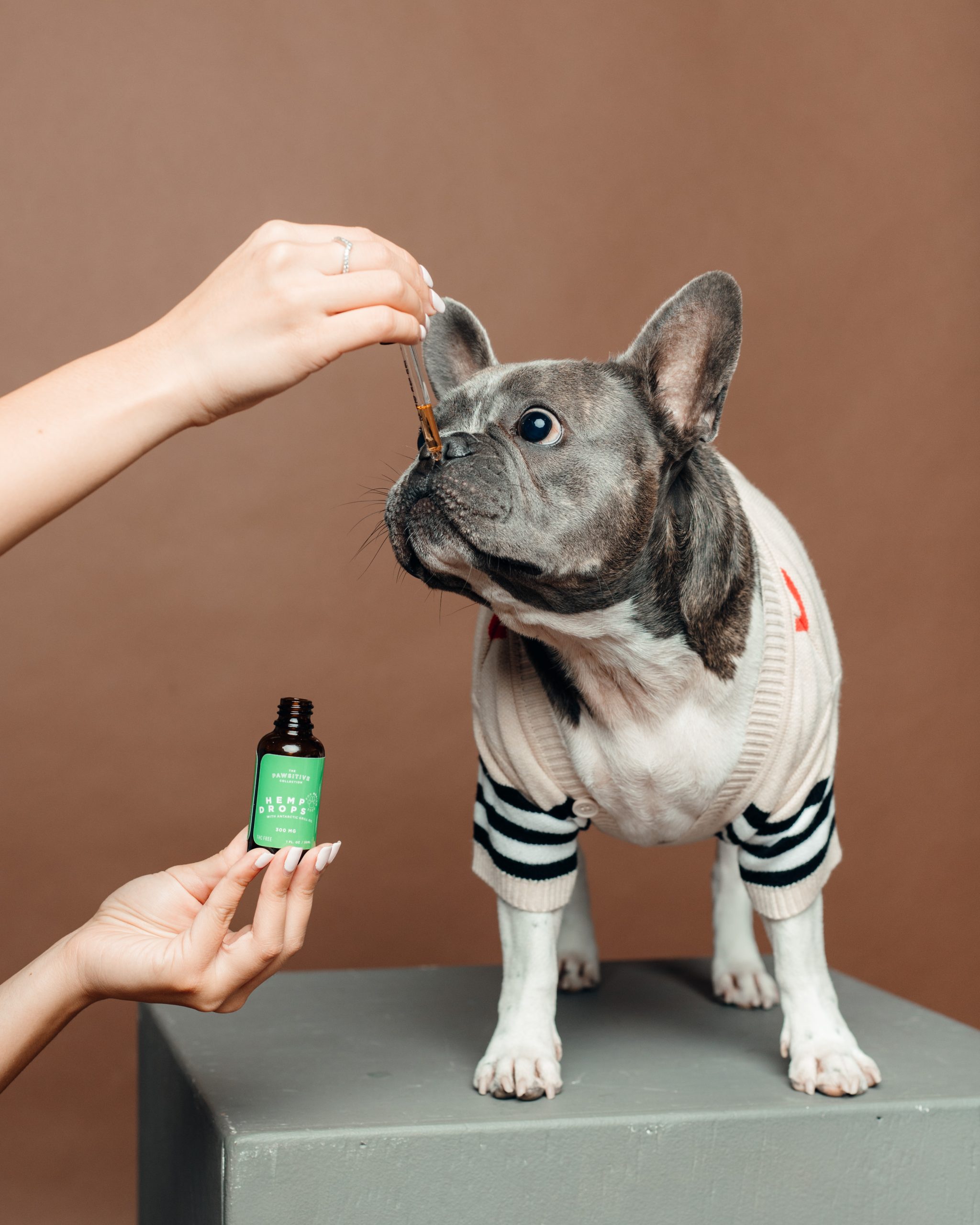 Pawsitive 300 with grey frenchie