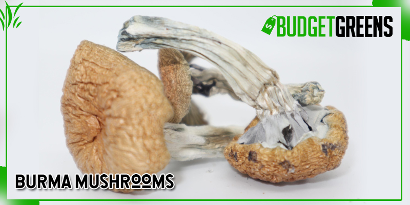 burma mushrooms