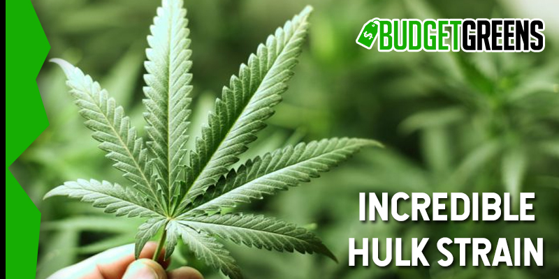 incredible hulk strain