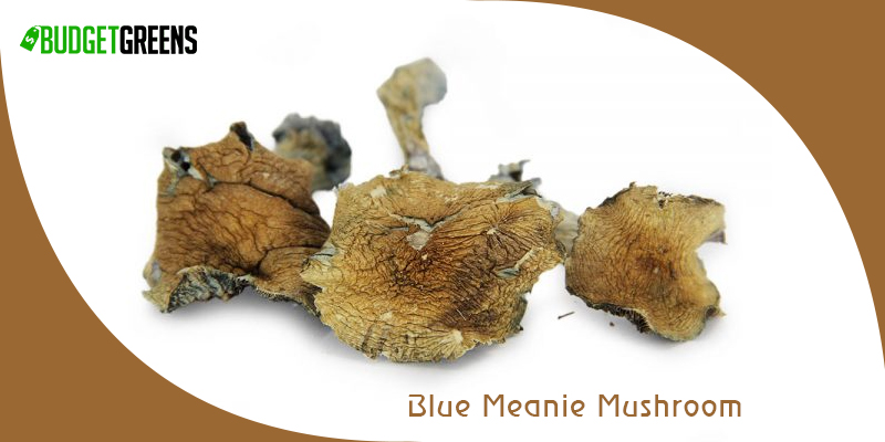 Blue Meanie Mushroom
