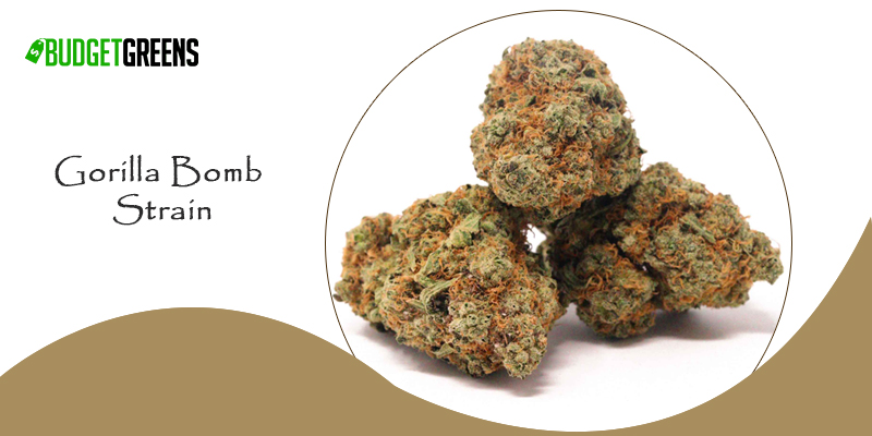 Gorilla Bomb Strain
