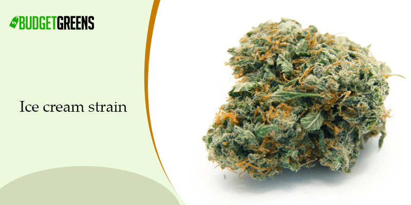 ice cream strain