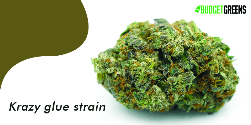 krazy glue strain