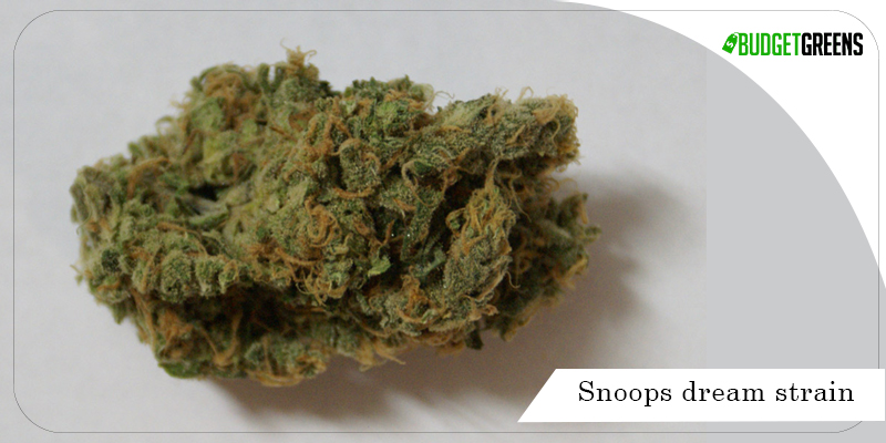 snoops dream strain