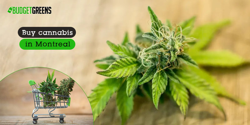 buy cannabis in Montreal 1