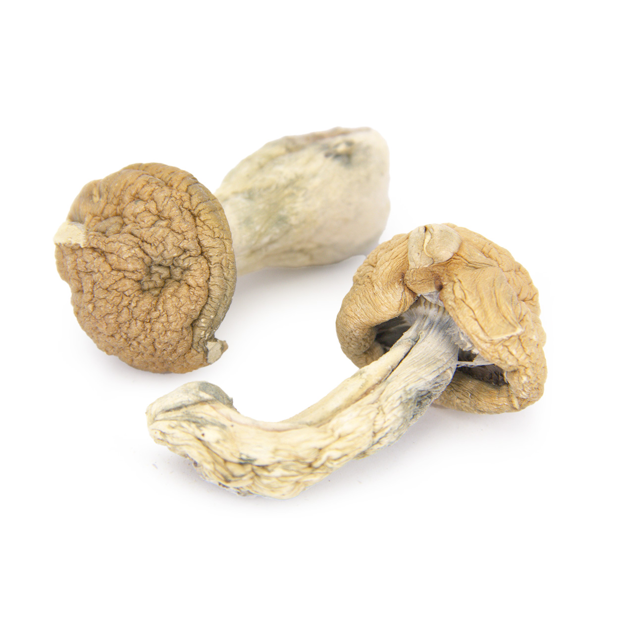 code blue shrooms done