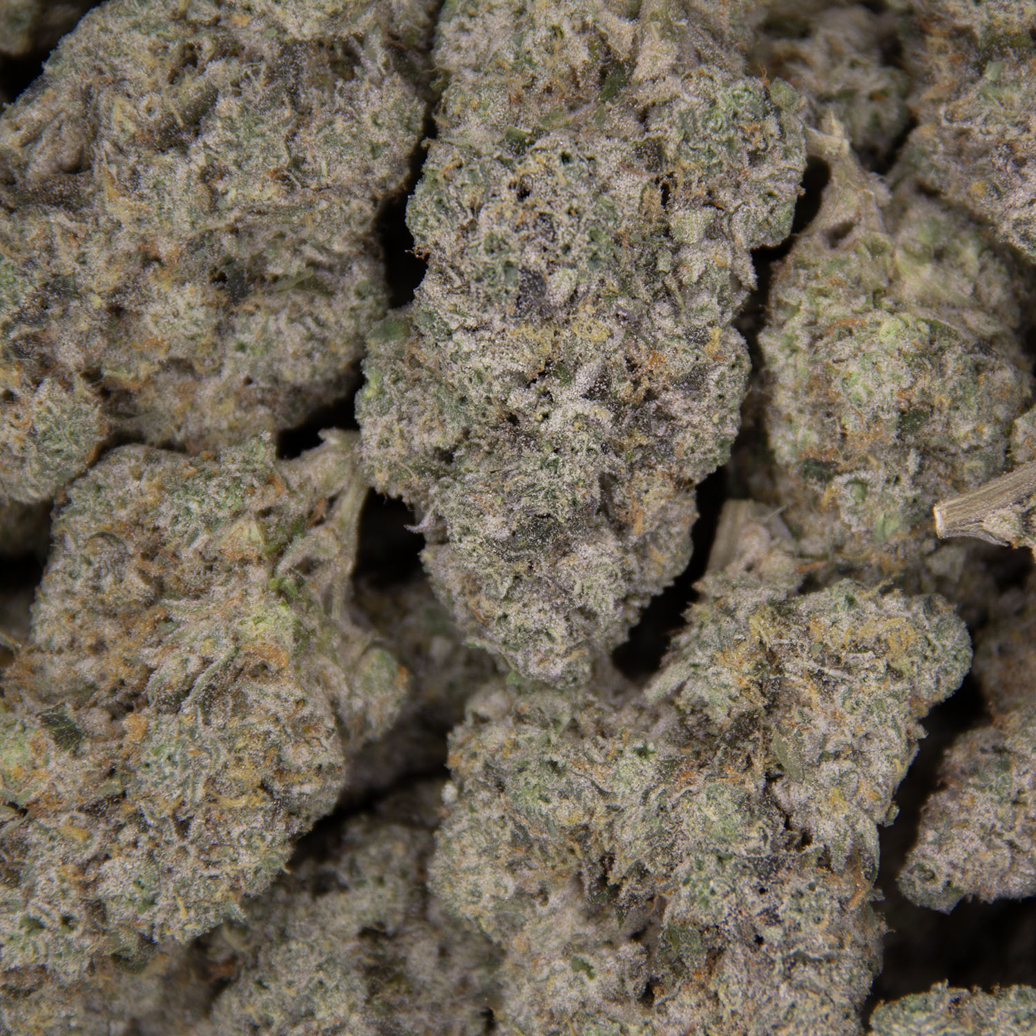 Cap Junky AAAA+ copy BAG