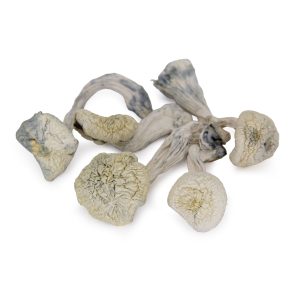 Albino Treasure Coast