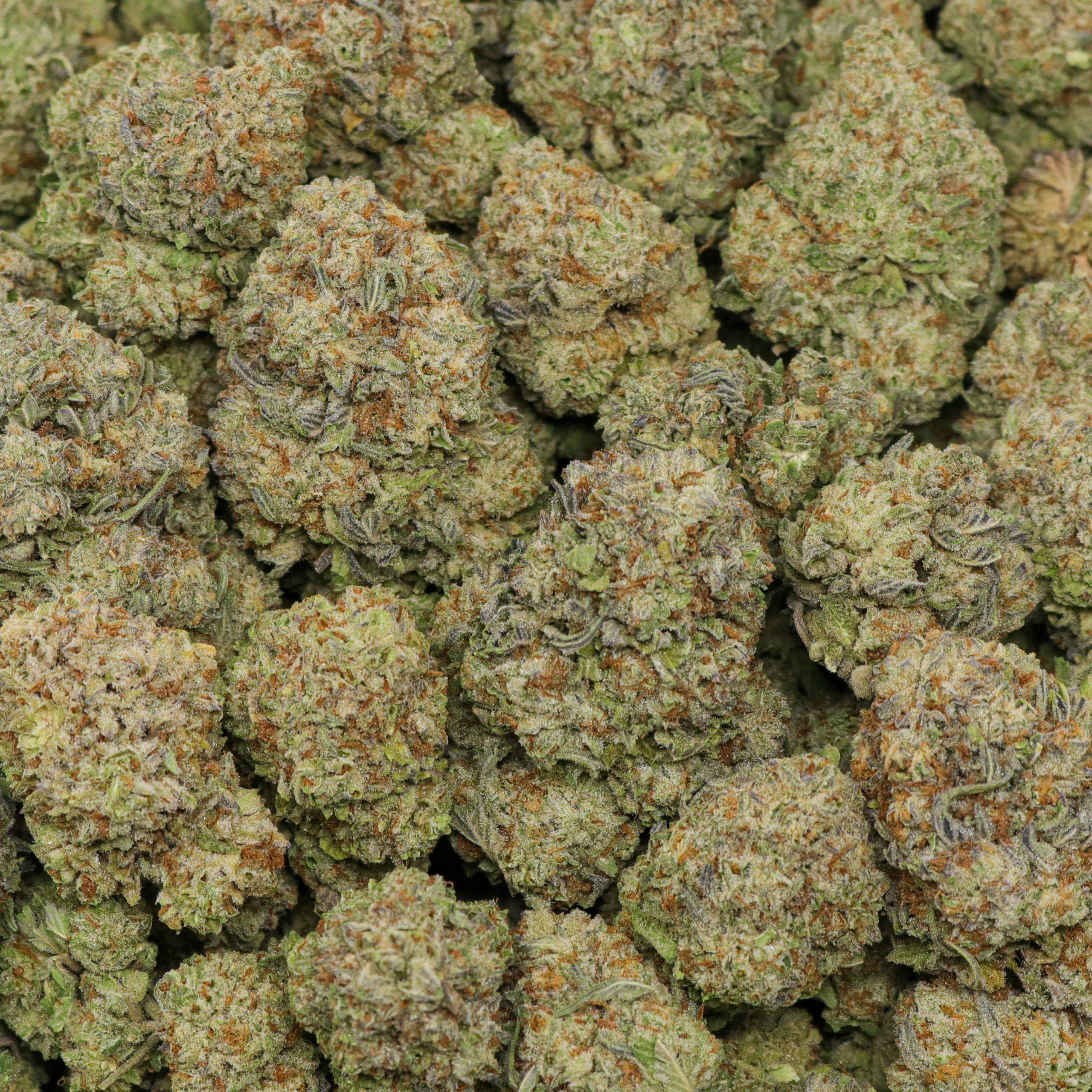Gelato King - Image 2